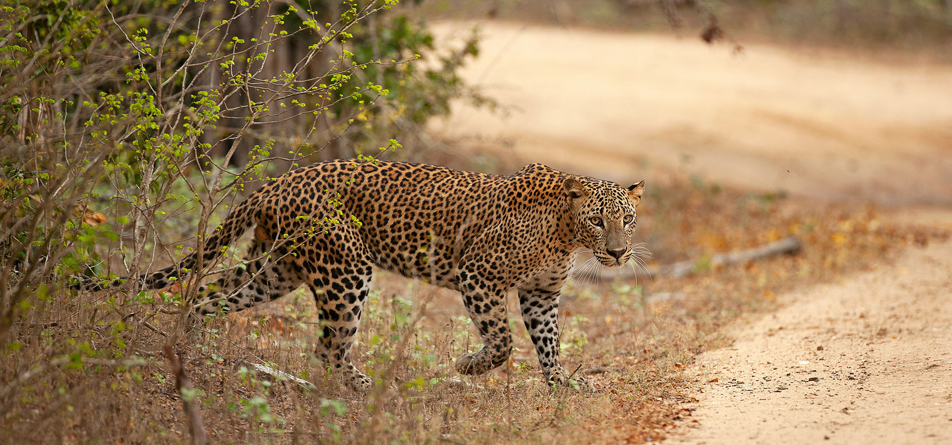 Sri Lanka Itineraries