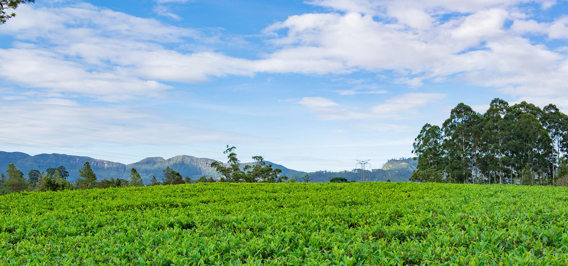 Sri Lanka Travel Guide